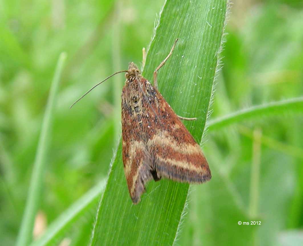 ID Pyrausta